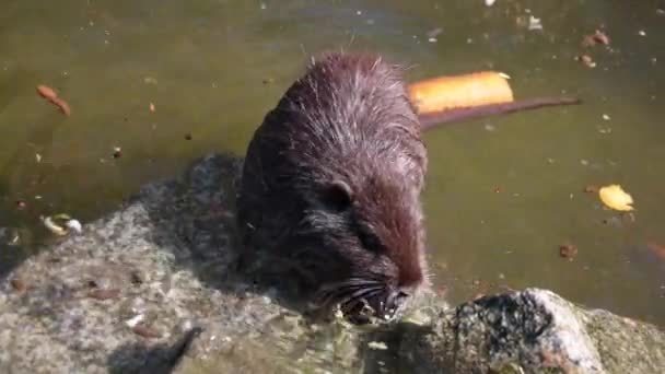 Close Nutria Water Otter Washes Wild Nature Nutria Natural Habitat — Stok video