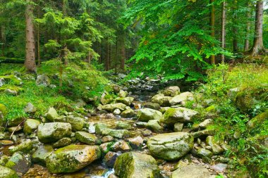 A small river flows through the rocks in the forest. Mountain river