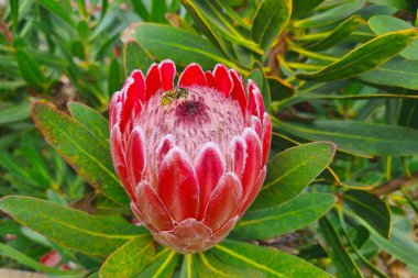 Close-up of a flowering protea in a garden or park. Protea bud. Valentine's Day celebration. Holiday and spring background
