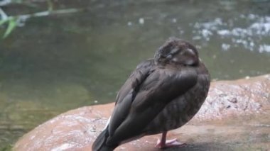 The wild duck stands on one leg, hiding its beak under its wings