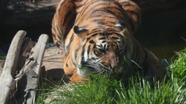 The tiger lies on the ground and eats green grass. Vitamins for wild animals. Wild nature. The natural habitat of the tiger. Tiger is a wild cat