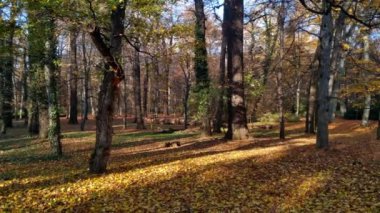 Beautiful picturesque autumn park or forest. Leaves fall to the ground