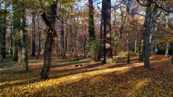 美丽的风景如画的秋天公园或森林 树叶落在地上 — 图库视频影像
