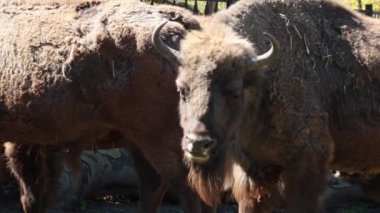 Close-up on bison. Old wool on bison after winter. Shedding wool