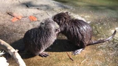 Two nutrias are squabbling among themselves. Nutria bite each other with large orange teeth. Wild nature. Habitat for beavers, nutrias, otters