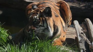 The tiger lies on the ground and eats green grass. Avitaminosis in animals. Wild tiger. Predatory cat