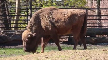 Bison walks through a clearing in the forest and eats grass