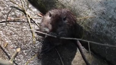 Nutria ağaç dallarını yer. Bir su samuru bir ağacın kabuğunu soyar. Vahşi yaşam, vahşi su samuru ya da kunduz. Su deposunun kıyısındaki hindistan cevizinin doğal yaşam alanı.