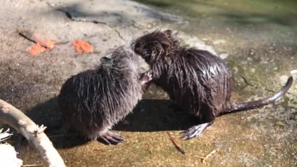 Two Nutrias Squabbling Themselves Nutria Bite Each Other Large Orange — Stok video