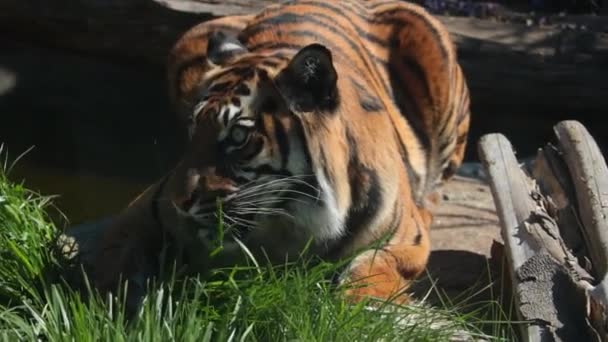 Τίγρης Ξαπλώνει Στο Έδαφος Και Τρώει Πράσινο Γρασίδι Αβιταµίνωση Στα — Αρχείο Βίντεο