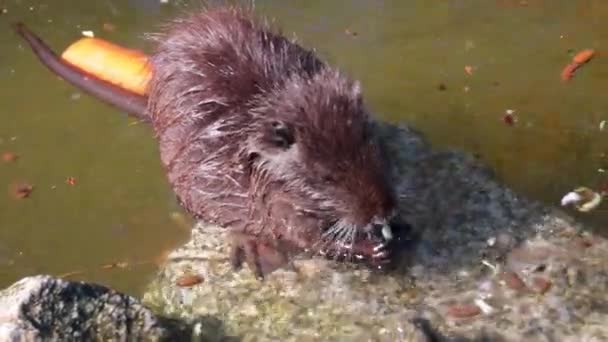 Surveillance Camera Nutria Water Wild Nature Natural Habitat Nutria Beavers — Stok Video