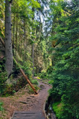 Hiking trail in a green forest. Outdoor recreation