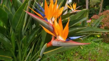 Strelitzia 'ya yakın çekim Tropik bir bahçede ya da parkta çiçek açıyor