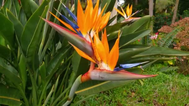 Close Strelitzia Blooming Tropical Garden Park — Stock Video