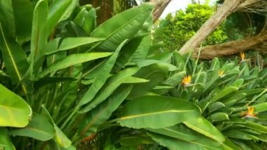 The camera follows the green leaves of the bushes and flowers in the park. Tropical garden