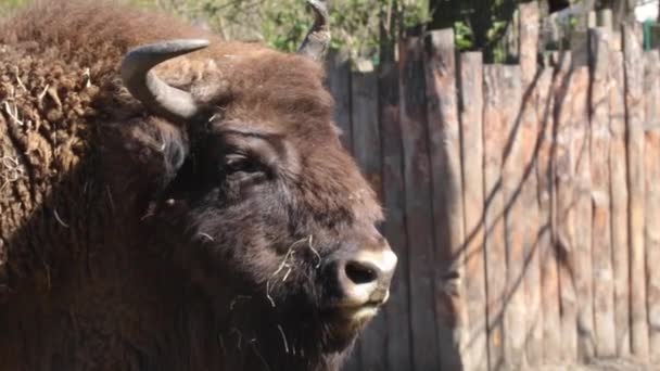 Close Head Bison Camera Follows Bison — Stock Video