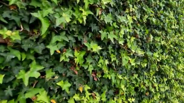 Kameran Övervakar Gröna Växter Och Buskar Parken Eller Trädgården — Stockvideo