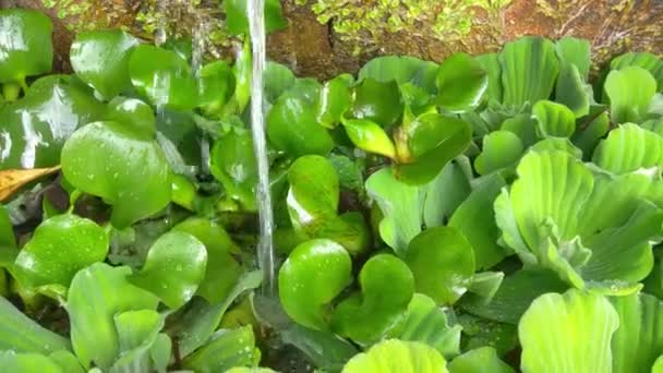 Close Green Pistia Plants Pond Pistia Aquatic Plant — ストック動画
