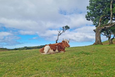 A beautiful white red cow lies in a green meadow