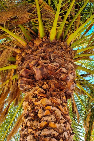 Close-up on the trunk of a palm tree. Vertical photo of a palm tree. Tropical coconut tree in the garden