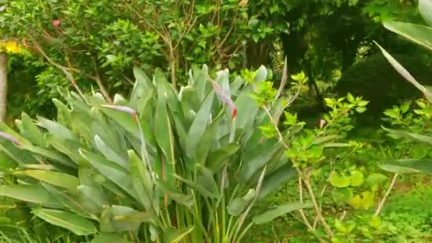 Piękny Zielony Ogród Tropikalny Roślinami Kwiatami — Wideo stockowe