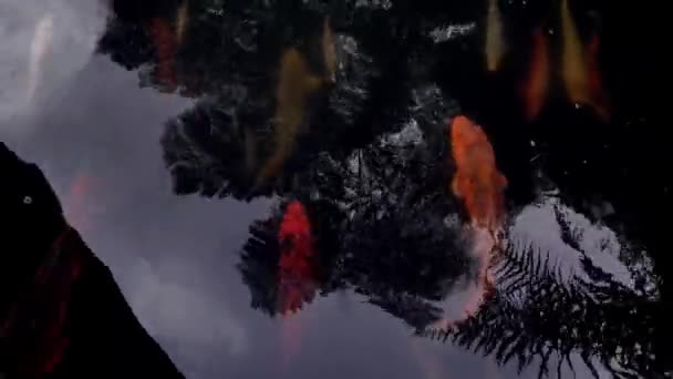 Вид Вершини Кольорової Риби Плаває Ставку — стокове відео