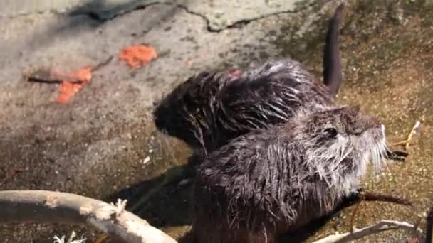 Wild Nutria Shore Reservoir Otter Basks Sun — Stockvideo