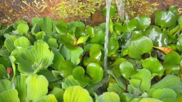 Close Green Pistia Pond Water Flower Pistia — Stockvideo