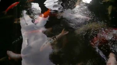 Top view of beautiful colored fish swimming in the pond. Colored koi fish