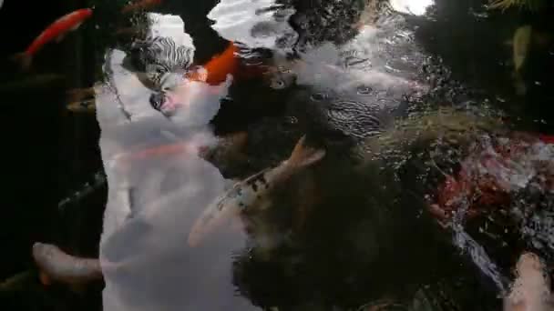 Вид Сверху Красивую Разноцветную Рыбу Плавающую Пруду Цветные Кои — стоковое видео