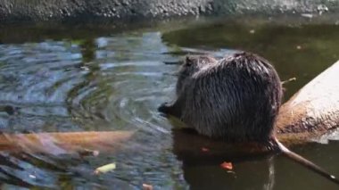 A nutria sits on the trunk of a fallen tree in the water and eats a tree branch. Wild nature. Natural habitat of nutria, otter