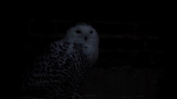 Close Snowy Owl Night Wild Nature — ストック動画