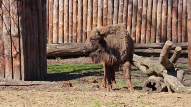 Widok Bizony Lesie Bizon Duże Zwierzę — Wideo stockowe