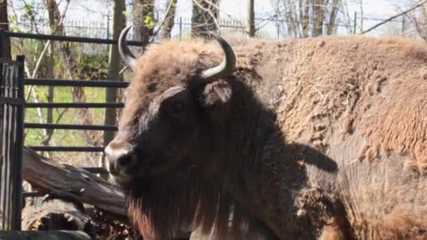 Primer Plano Poderoso Animal Mamífero Bison Bisonte Animales Salvajes — Vídeos de Stock