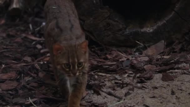 Egy Vadmacska Vadászik Zsákmányára Háziállatok Gyönyörű Sötét Macska Macskavadászat — Stock videók