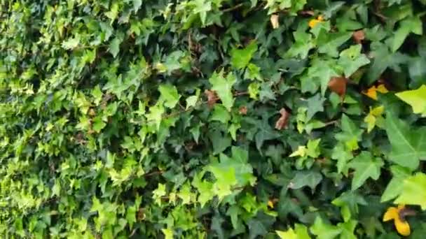 Câmera Monitora Folhas Verdes Dos Arbustos Jardim — Vídeo de Stock