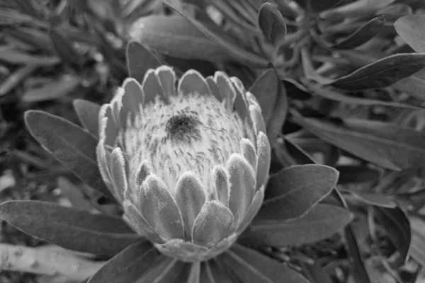 Збільшення Цвітіння Протеї Чорно Біле Фото — стокове фото
