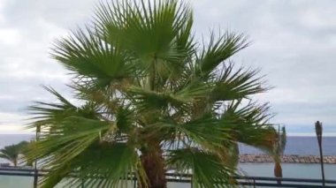 Yeşil bir Washingtonia palmiyesinin yakın çekimi. Palmiye ağacı rüzgarda sallanıyor.