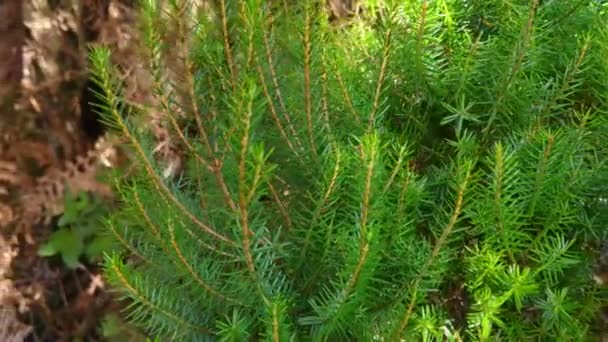Närbild Unga Gröna Gran Plantor Naturlig Livsmiljö Gröna Träd Tall — Stockvideo