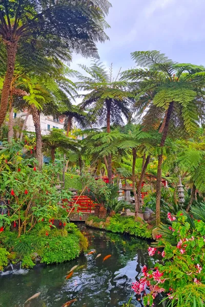 Ljus Och Grön Tropisk Trädgård Madeira — Stockfoto