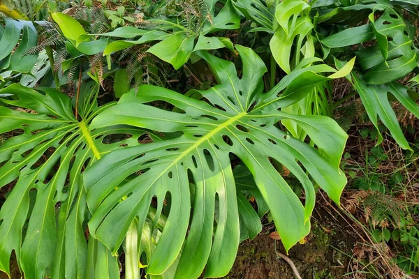 Large green leaves of tropical trees and plants in the garden