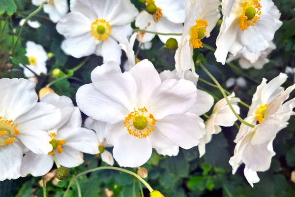 Gros Plan Une Anémone Japonaise Fleurs Dans Jardin — Photo