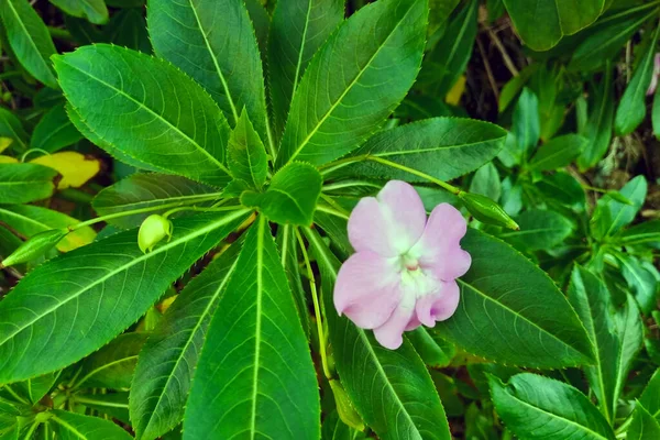 Kwiat Balsamu Kwitnie Ogrodzie Przydatne Rośliny — Zdjęcie stockowe