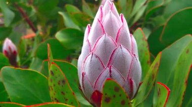 İlkbaharda parktaki çiçek açan Protea 'nın yakın çekimi.