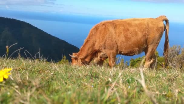 Die Kuh Frisst Grünes Gras Und Plumpst — Stockvideo