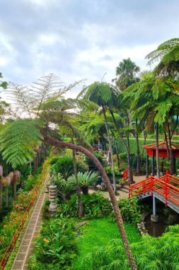 Funchal 'da ağaçları ve bitkileri olan yeşil tropikal bir bahçe.