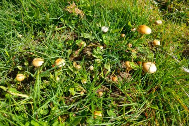 Genç mantarlar ormandaki çayırlarda yetişir.