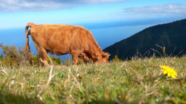 Корова Ест Зеленую Траву Какает Землю — стоковое видео