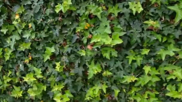 Cámara Monitorea Los Arbustos Verdes Las Hojas Jardín — Vídeo de stock