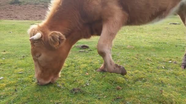 Primer Plano Una Vaca Lechera Que Come Hierba Verde Prado — Vídeos de Stock
